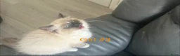 Ragdoll cats for sale: Stunning ragdoll girls for sale  in Grays - Advert 12