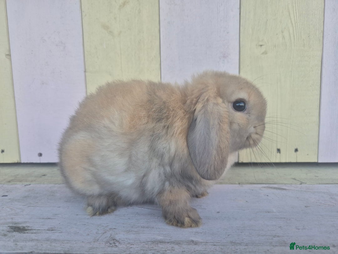 Mini Lop rabbits for sale: 💙 Beautiful and friendly mini lop boys 💙 - Advert 2