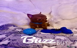 Pomchi dogs for sale: Fluffy Tiny Pomchi Puppies.🥰😍🤗 - Image 1