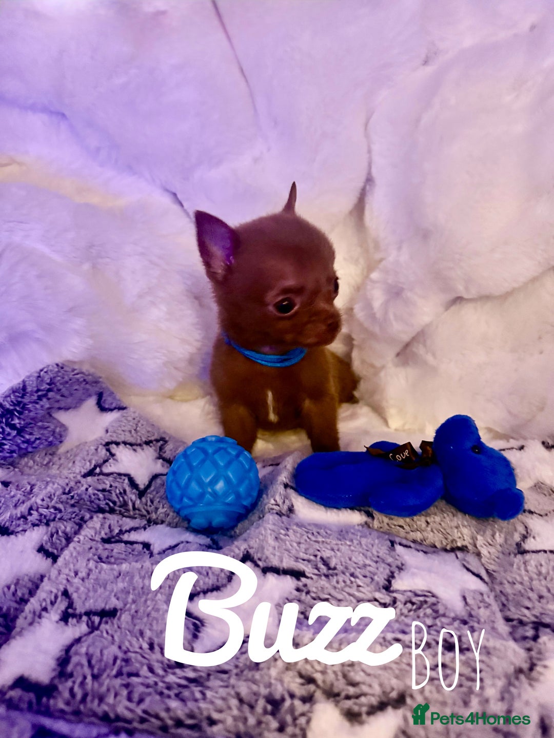 Pomchi dogs for sale: Fluffy Tiny Pomchi Puppies.🥰😍🤗 - Image 1