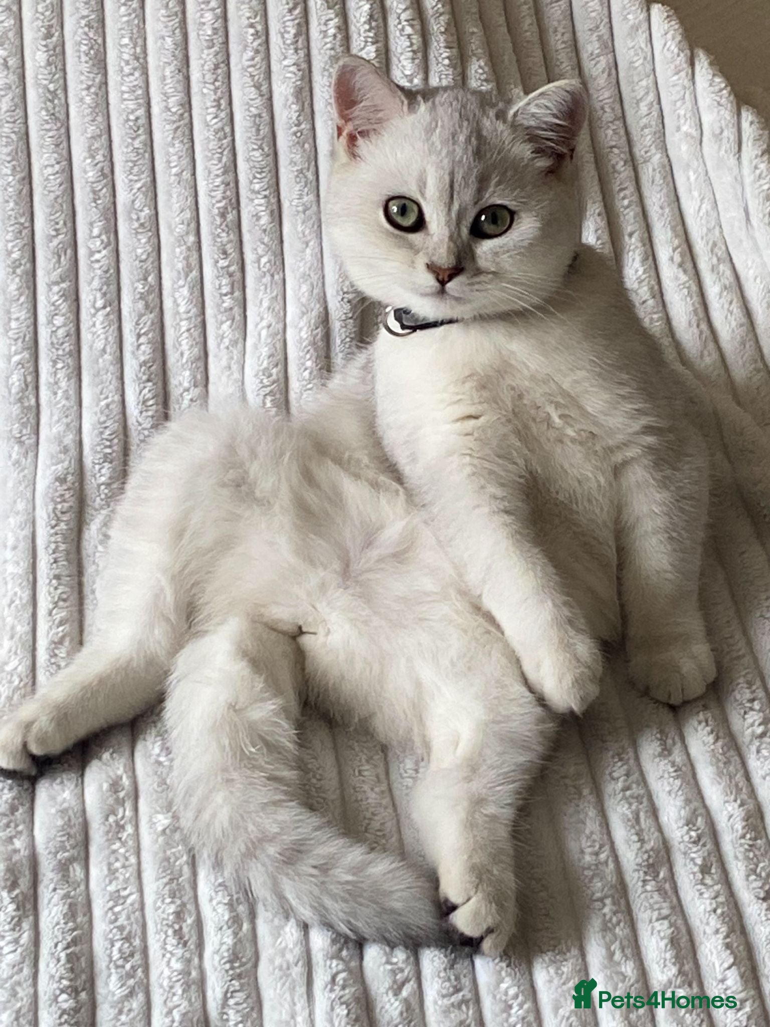 British Shorthair cats British Shorthair Golden & Silver Kittens  - Advert 1
