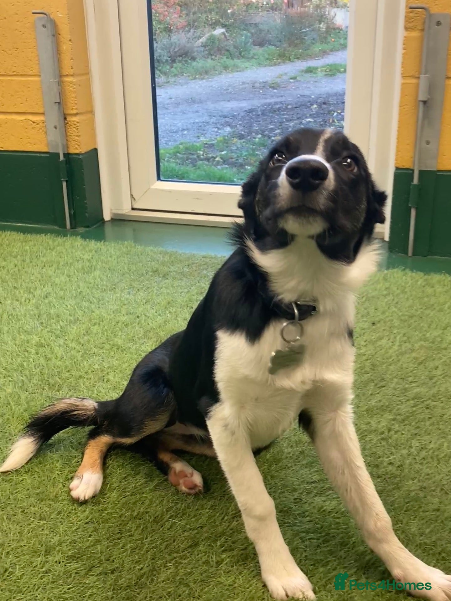 Border Collie dogs for sale: Border Collie pup  - Advert 5