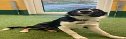 Border Collie dogs for sale: Border Collie pup  - Advert 1