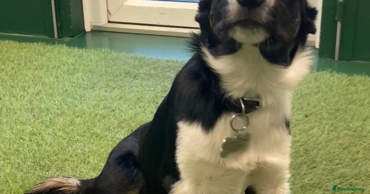 Boeder Image Border Collie pup for sale in Saxmundham | Pets4Homes