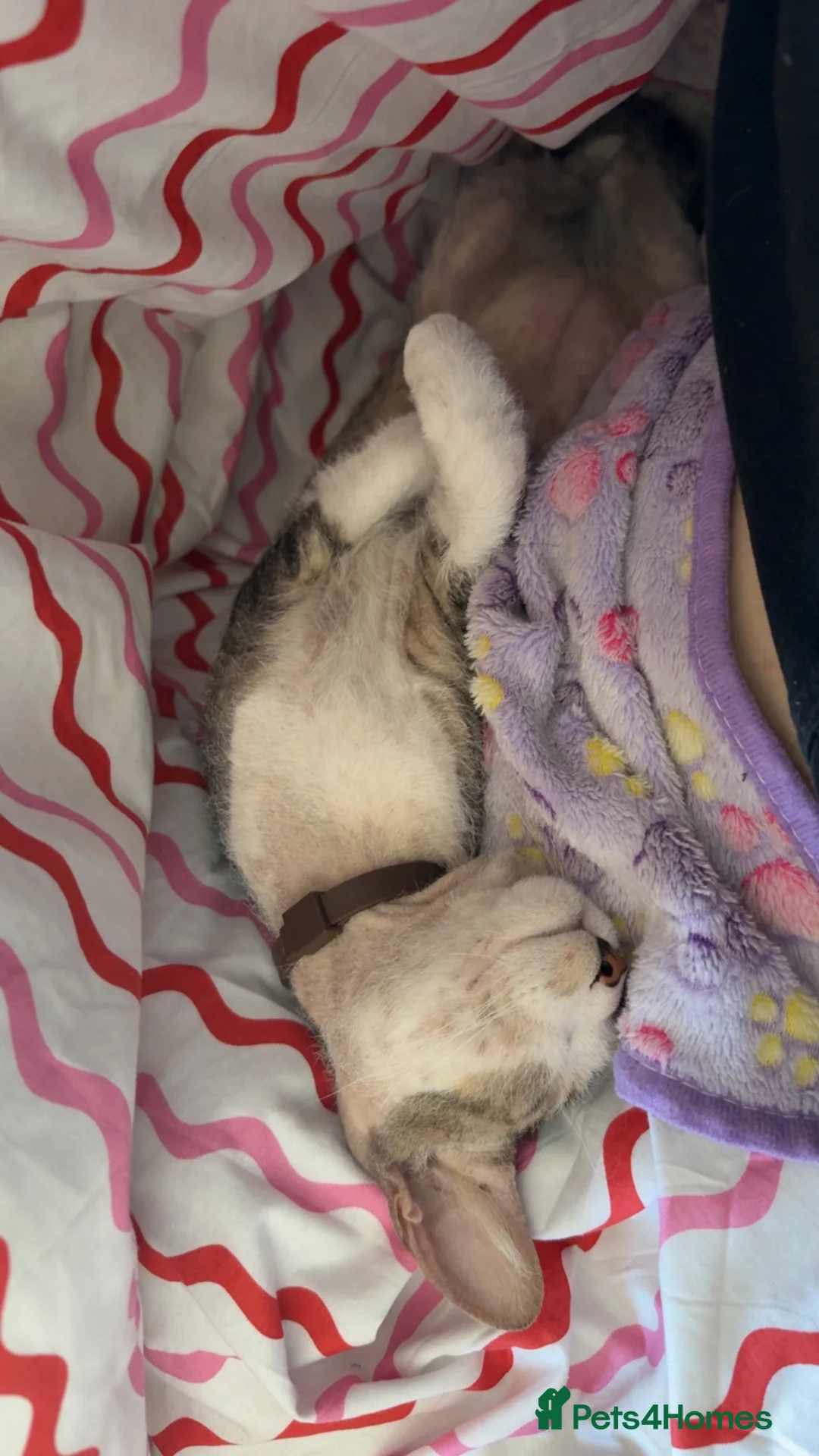 Mixed Breed cats for sale: Pharaoh - Advert 2