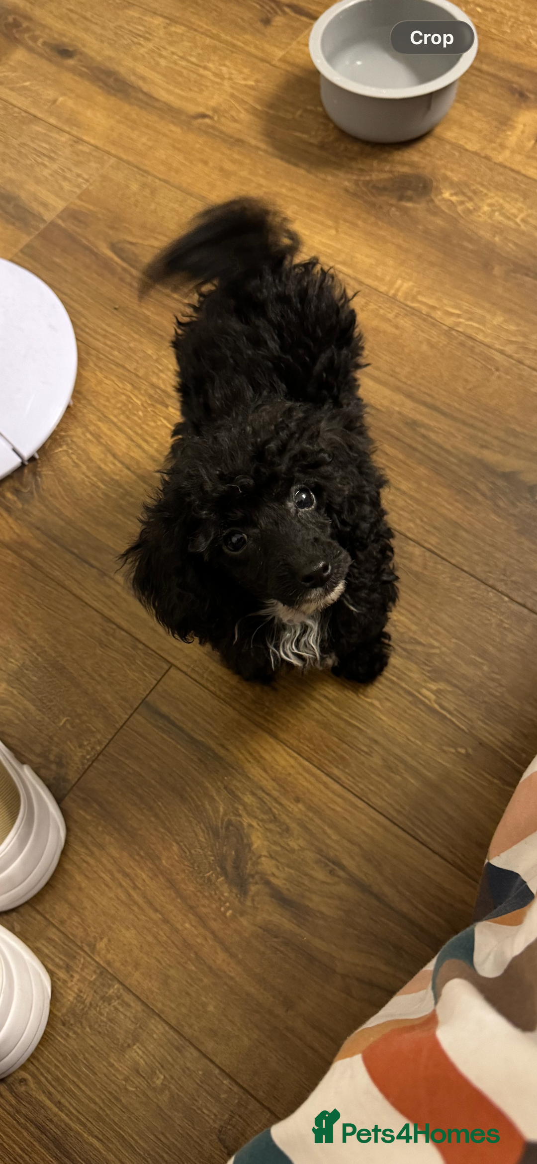 Toy Poodle dogs for sale: Toy Poodle Puppy  - Advert 1