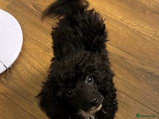 Toy Poodle dogs Toy Poodle Puppy - Advert 2