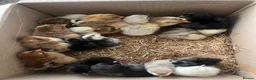 Chickens poultry for sale: Hatching eggs , day old chicks , growers and layer - Advert 11