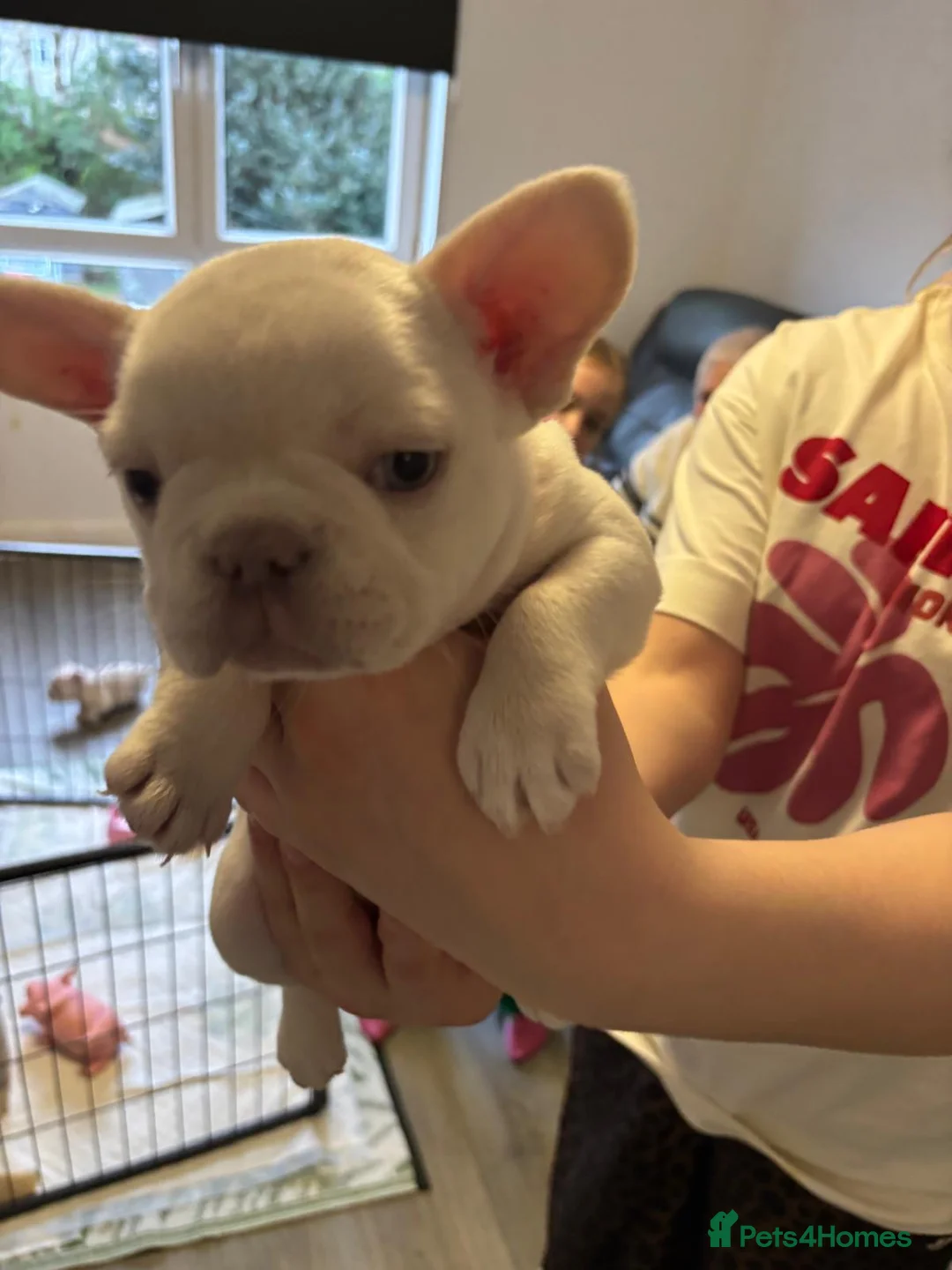 French Bulldog dogs for sale: Ready - Lilac Platinum - Fluffy Carriers - Advert 7