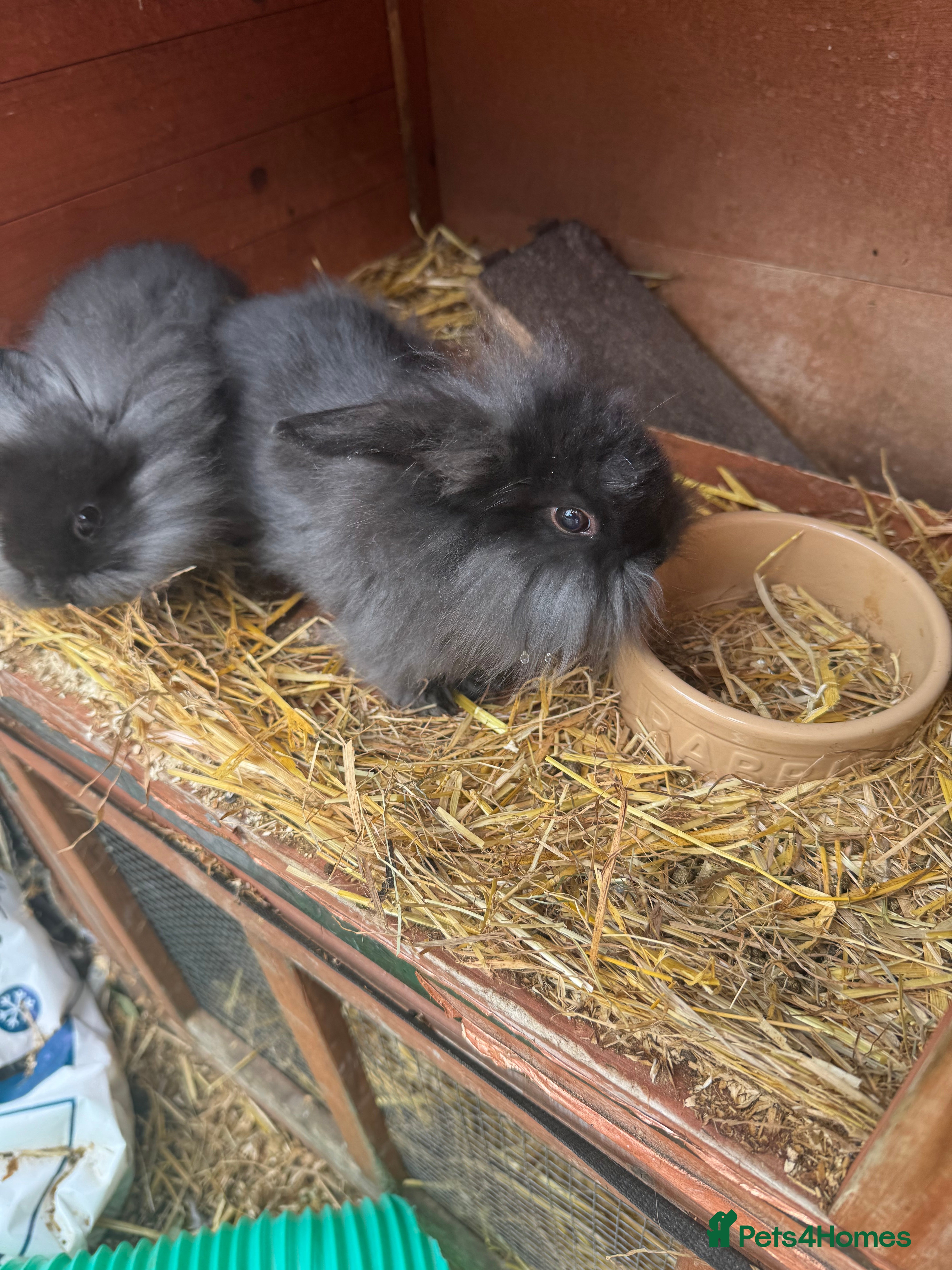 English rabbits Rabbits for rehoming  - Advert 2