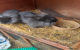 English rabbits for sale: Rabbits for rehoming  - Image 1