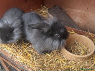 English rabbits Rabbits for rehoming - Advert 5
