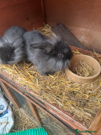 English rabbits - Advert 1