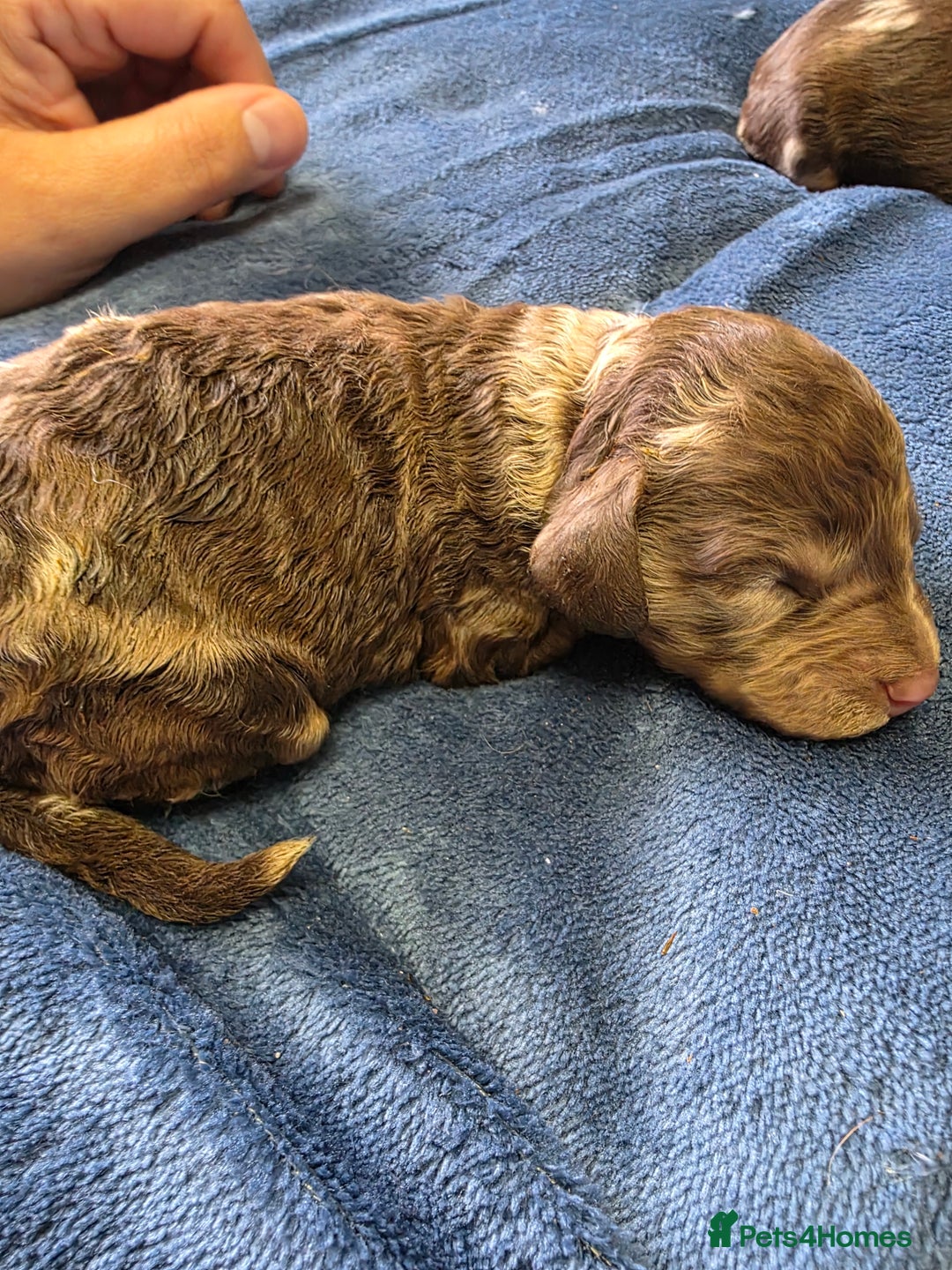 Cockapoo dogs for sale: Cockapoo puppies - Image 25