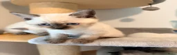 British Shorthair cats for sale: Beautiful Colour point kittens available now! - Advert 4
