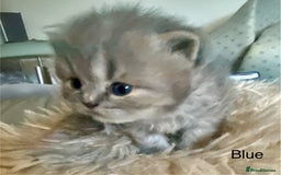 British Longhair cats for sale: HEALTH TESTED BRITISH LONGHAIR MAINE COON BLUE - Image 1