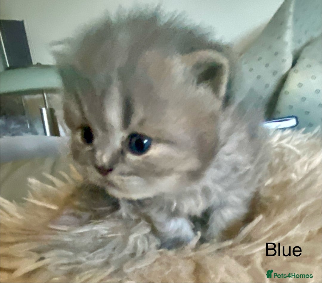 British Longhair cats for sale: HEALTH TESTED BRITISH LONGHAIR MAINE COON BLUE - Image 1