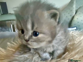 British Longhair cats - Advert 36