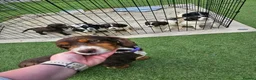 Sprocker dogs for sale: Sprocker Spaniel Puppies  - Advert 7