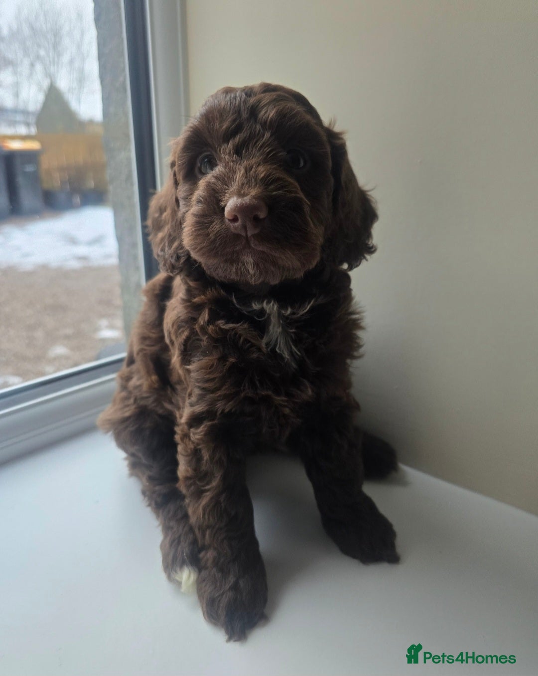 Cockapoo dogs for sale: F1 Minature cockapoos - Advert 1