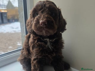 Cockapoo dogs F1 Minature cockapoos - Advert 1