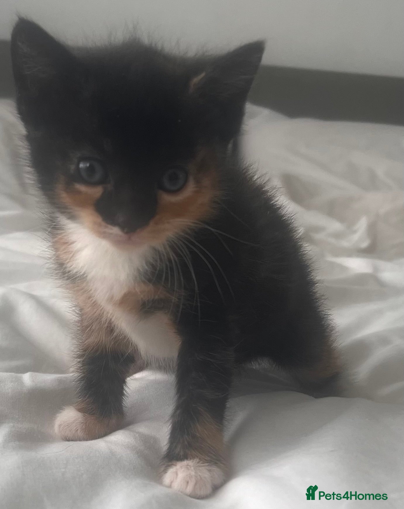 Mixed Breed cats £100. 2 female kittens. Tabby and calico - Advert 14