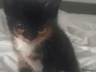 Mixed Breed cats £100. 2 female kittens. Tabby and calico - Advert 14