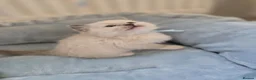 Ragdoll cats for sale: 5Gen Ped Ragdoll Kittens&Ready2Reserve - Advert 25