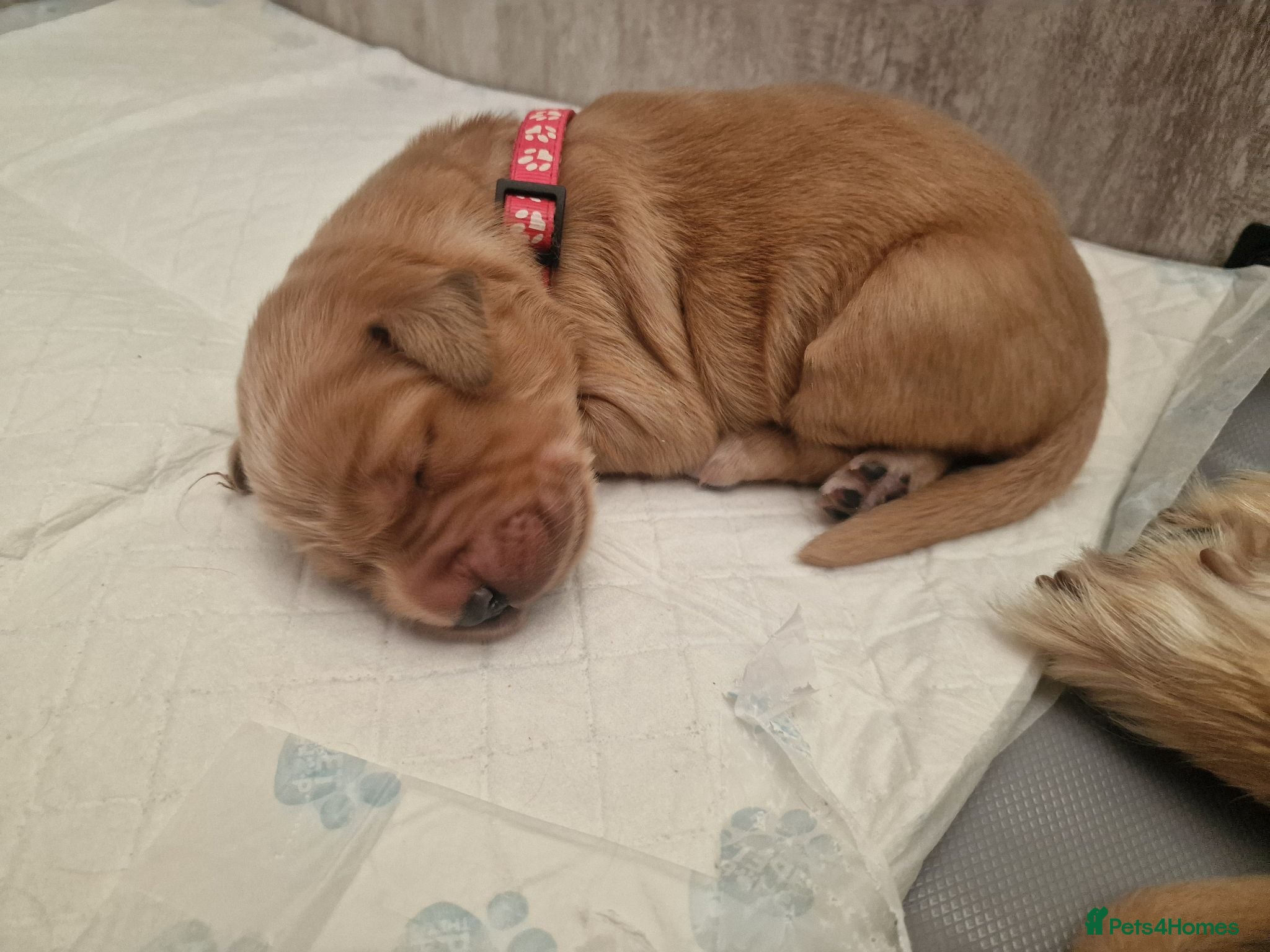 Golden Retriever dogs Stunning dark golden retriever puppies for sale - Advert 2