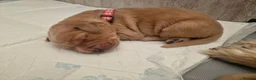 Golden Retriever dogs for sale: Stunning dark golden retriever puppies for sale - Advert 26