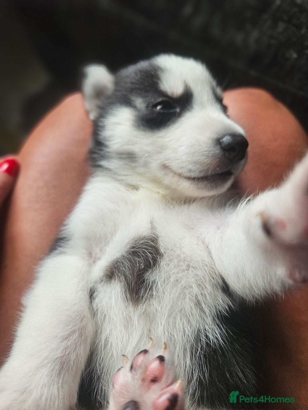 Siberian Husky dogs for sale: Gorgeous Litter of Husky Puppies - Image 11