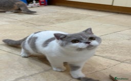 British Shorthair cats for sale: READY NOW - Lilac, BiColours & Colourpoint  - Image 31