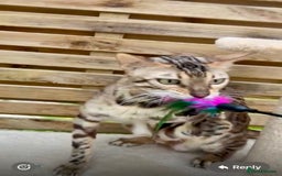 Bengal cats for sale: Active TICA Reg. Bengal Queen Sepia & Blue Carrier - Image 6