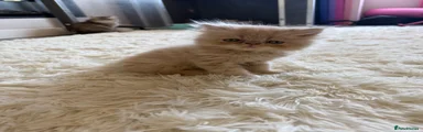Persian 2