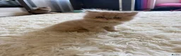 Persian cats for sale: Persian kittens  - Advert 35