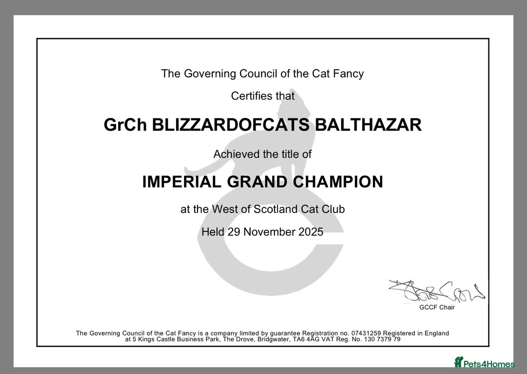 Ragdoll cats for sale: PEDIGREE RAGDOLL KITTENS  - Advert 9