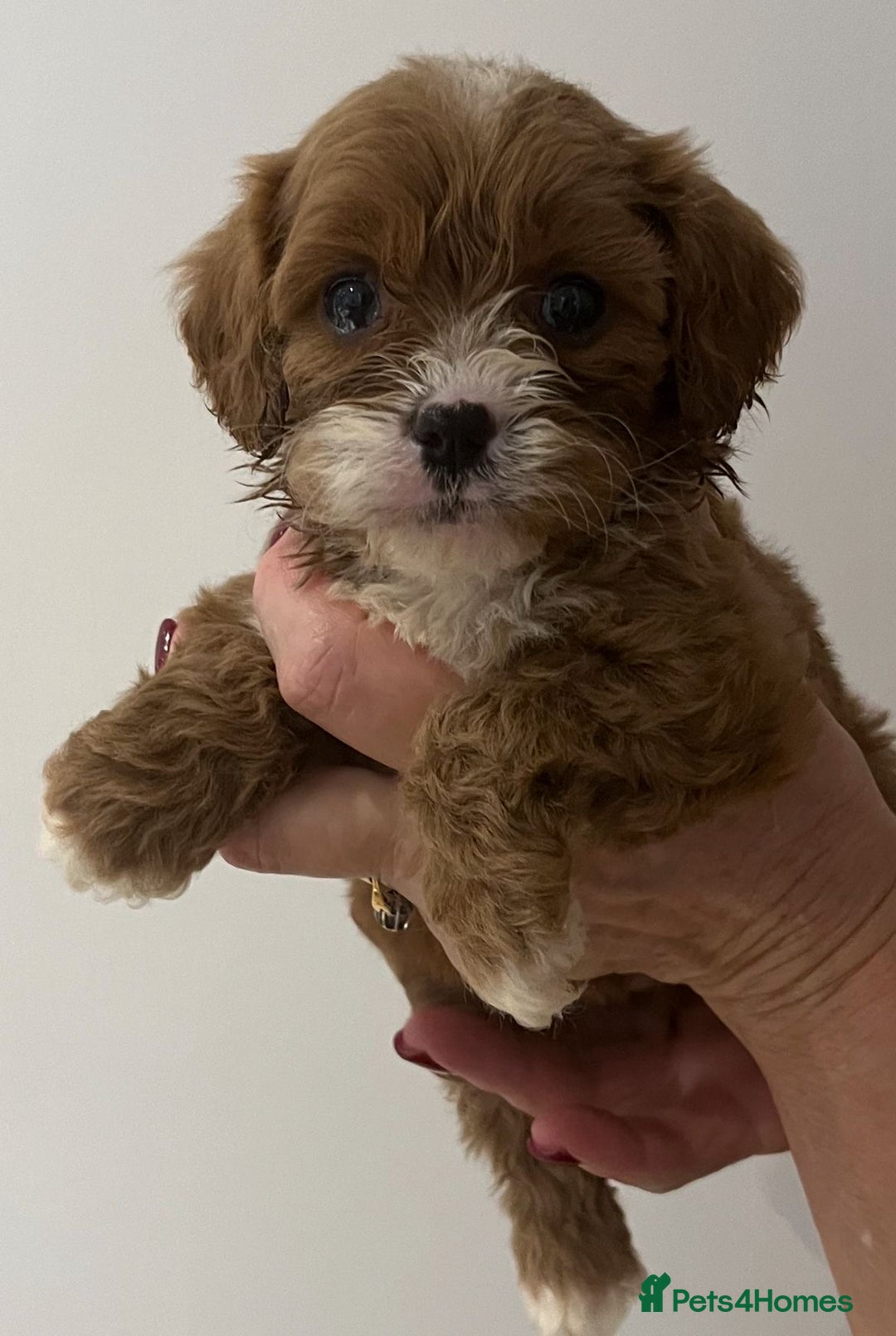 Cavapoo dogs for sale: CAVAPOO PUPPIES  - Advert 9