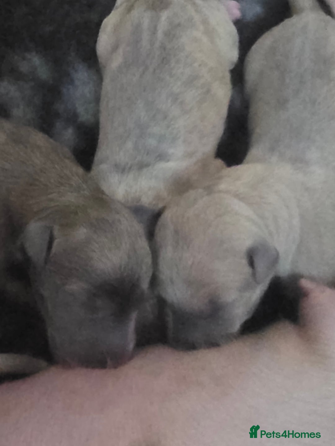 Whippet dogs for sale: Gorgeous kc registered whippet puppies  - Advert 6