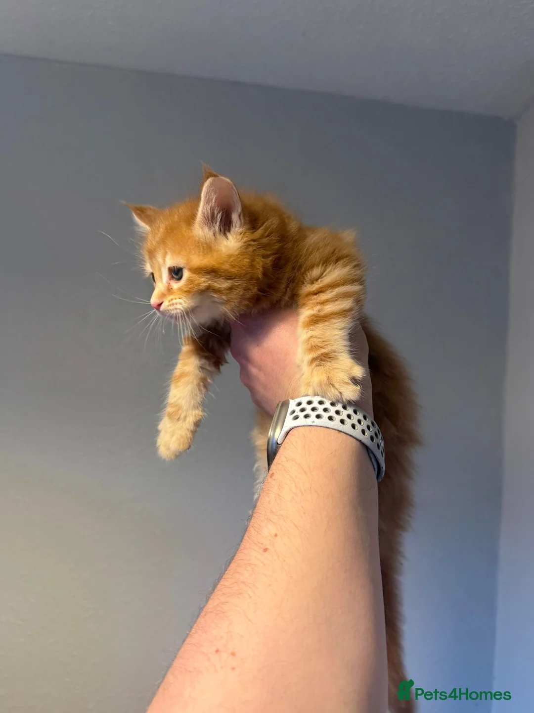 Maine Coon cats for sale: Stunning litter of Maine coons  in Glastonbury - Advert 14