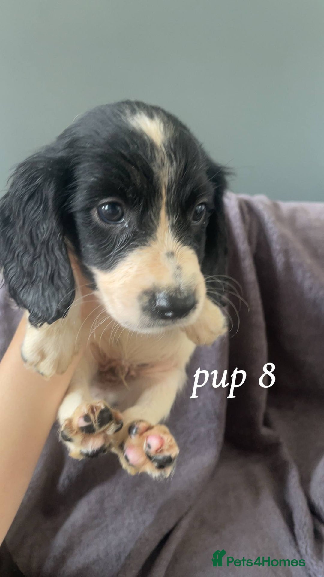 Sprocker dogs for sale: Sprocker spaniels  - Image 7