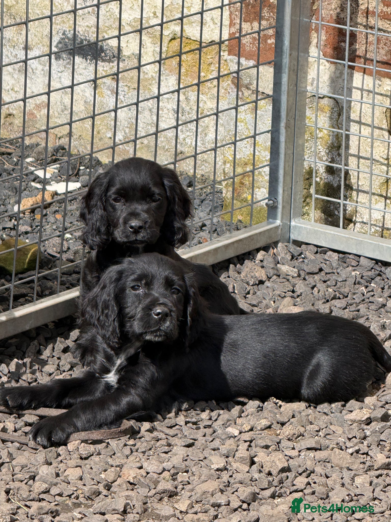 Cocker Spaniel dogs Ready Now! Cocker Spaniels  - Advert 12