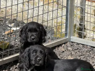 Cocker Spaniel dogs Ready Now! Cocker Spaniels - Advert 12