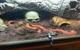 Corn Snake reptiles for sale: Strawberry Motley Corn Snake - Image 3