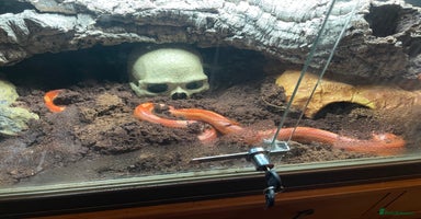 Corn Snake reptiles - Advert 4