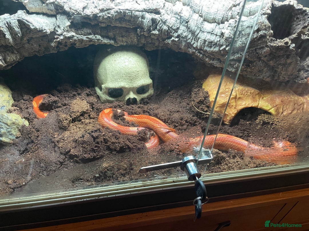 Corn Snake reptiles for sale: Strawberry Motley Corn Snake - Image 3