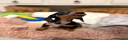 Miniature Dachshund dogs for sale: Beautiful Miniature Dachshund Puppies in Bath - Advert 9