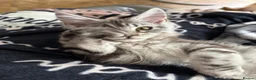 Maine Coon cats for sale: Beautiful Maine Coon Girl - Advert 6