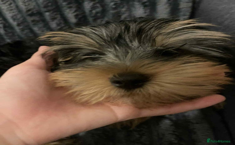 Yorkshire Terrier dogs - Advert 1