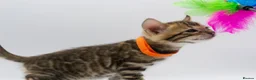 Bengal cats for sale: TICA Registered Brown & Snow Lynx Bengal Kittens - Advert 5