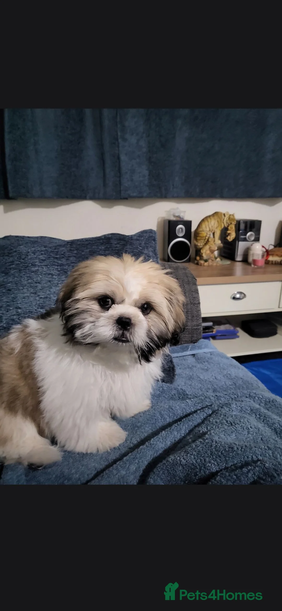Shih Tzu dogs for sale: Lovely 8 month old shih tzu  boy rehome in Birmingham - Advert 2